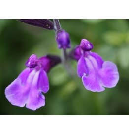 Salvia 'Carolus'