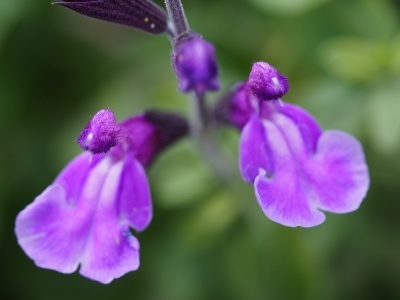 Salvia 'Carolus'