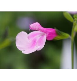 Salvia 'La Grande Boom'