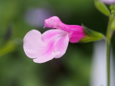Salvia 'La Grande Boom'