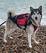 Crewsaver Petfloat Dog Life Jacket