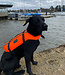 Typhoon Totland Dog Life Jacket