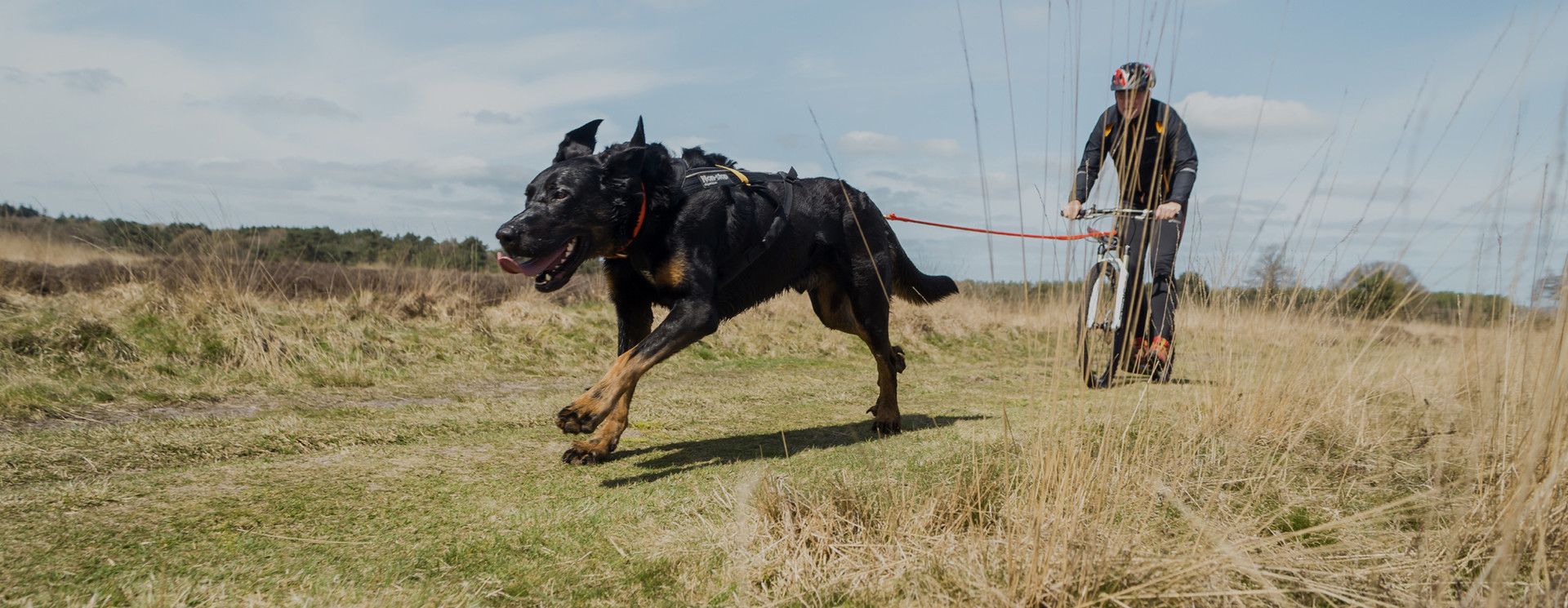 Stepjoring