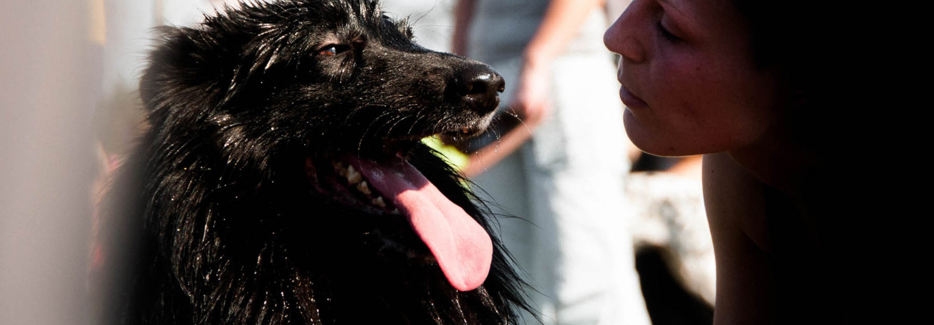 Hond, sport en warmte