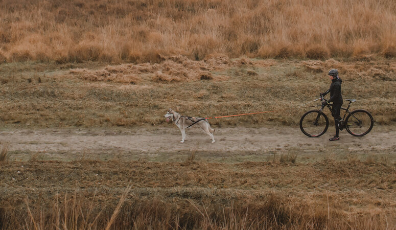 Leidinggeven aan je hond