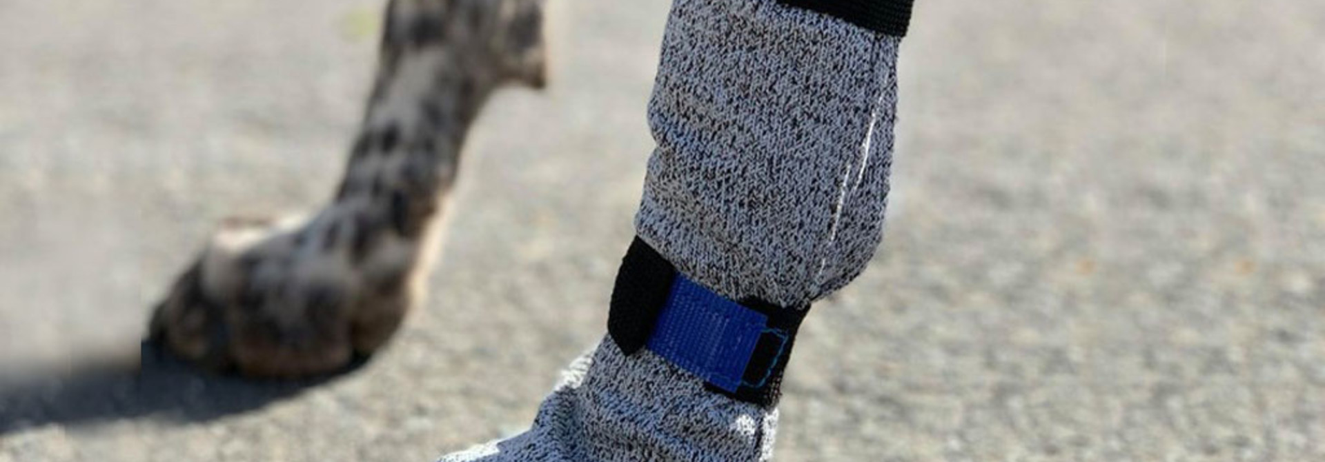 VIP Universal High Bootie