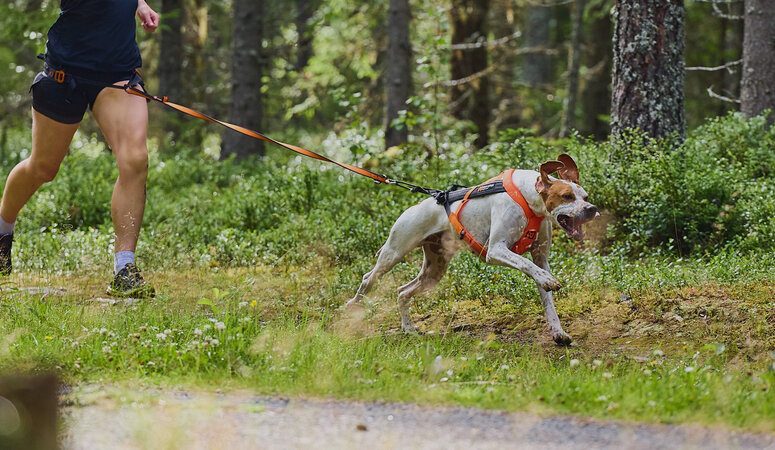 #2. 5 Canicross Basisvaardigheden