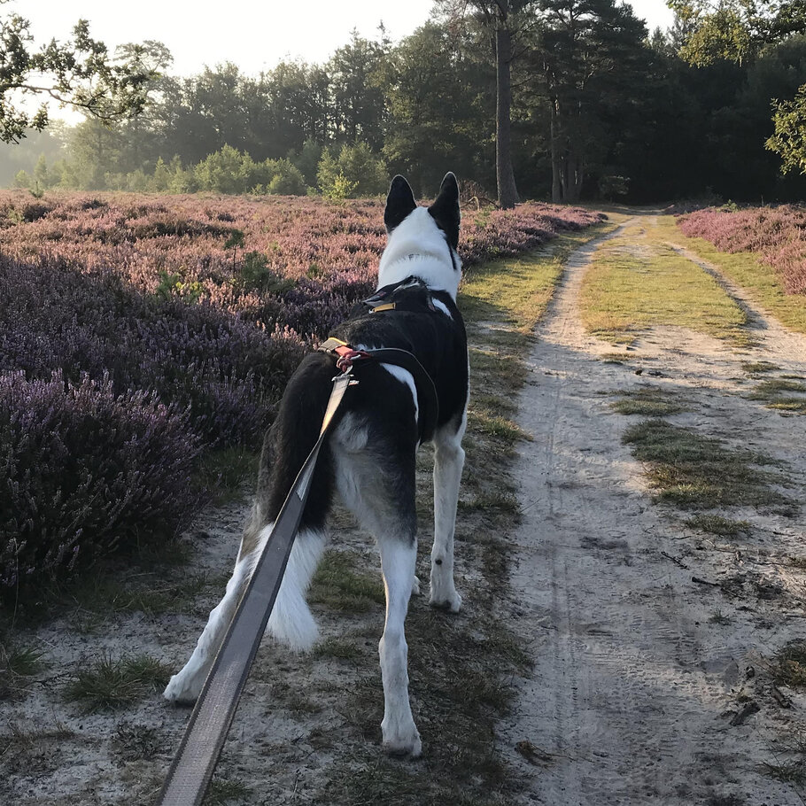 Non-Stop-Klick-fix-antenne - Sledehondensport & CaniCross & Steppen met je  hond