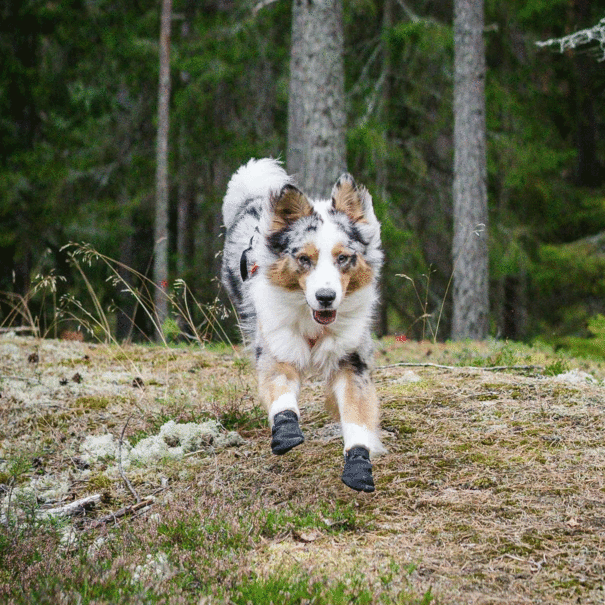 V.I.P. dogwear VIP Rubber Max Protect Bootie