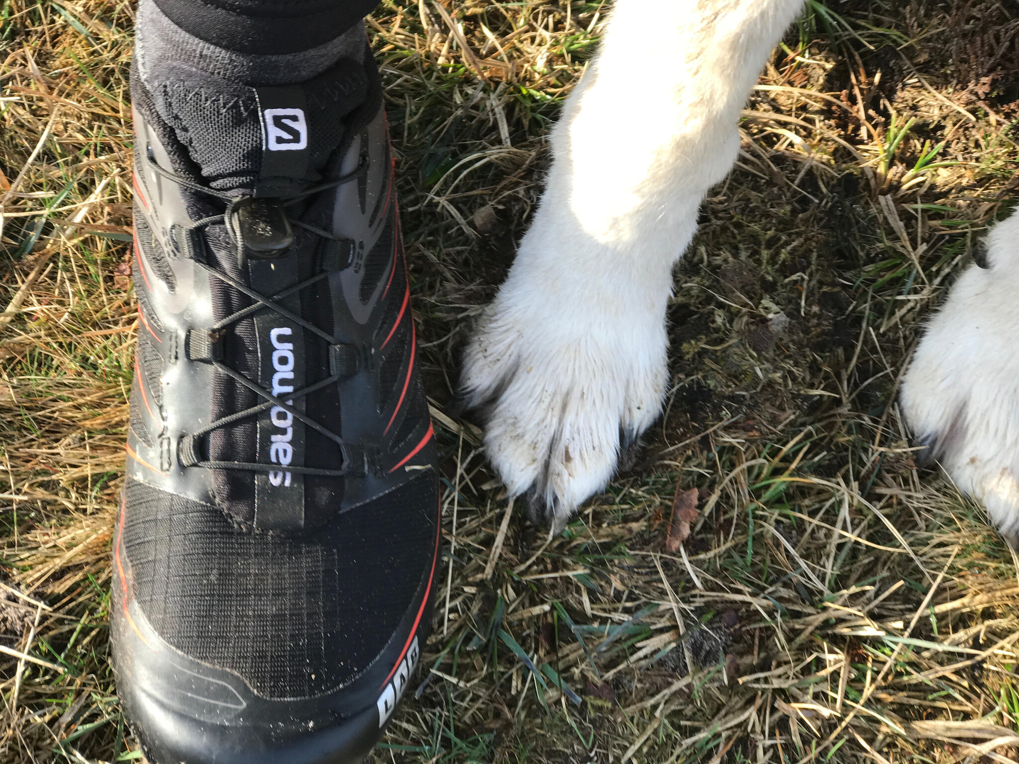 Hardlopen met je hond? - Begin met deze vraag