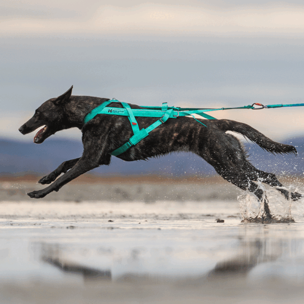 Non-stop dogwear Non-stop Freemotion Harnas 5.0