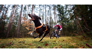 Waarom 5 km bikejoring geen sprint is 