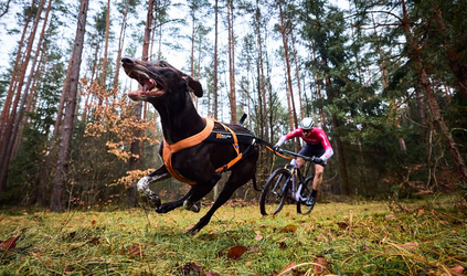 Waarom 5 km bikejoring geen sprint is 