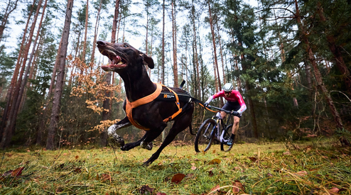 Waarom 5 km bikejoring geen sprint is 