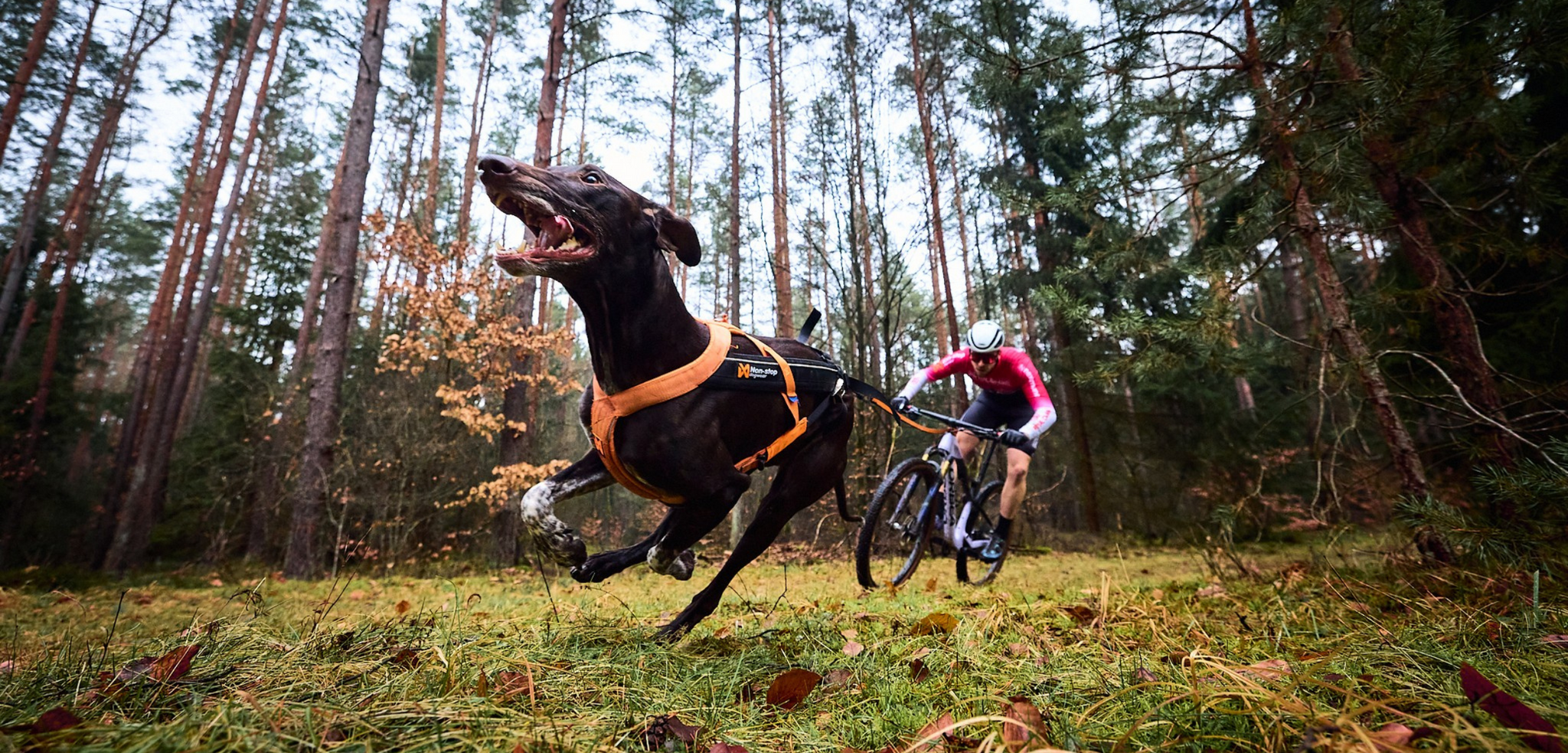Waarom 5 km bikejoring geen sprint is 