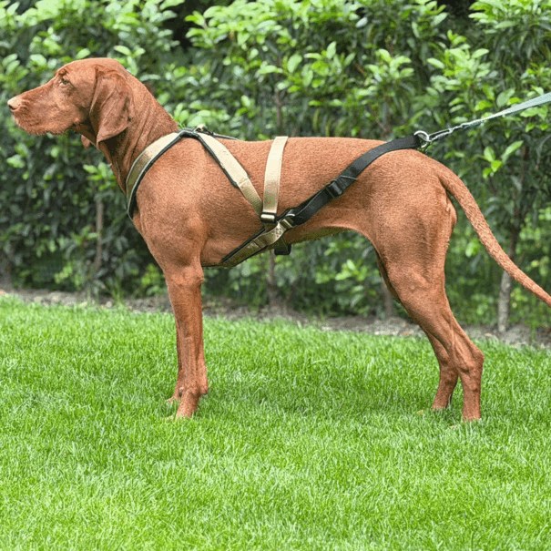 V.I.P. dogwear VIP Multisport Harnas