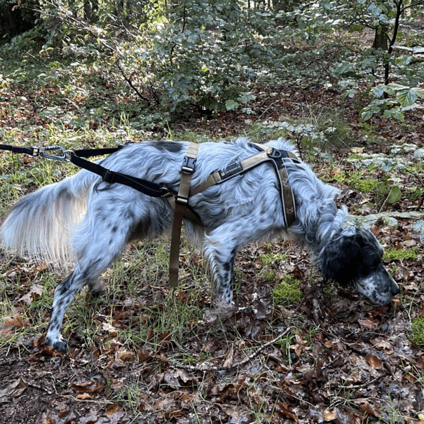 V.I.P. dogwear VIP Multisport Harnas