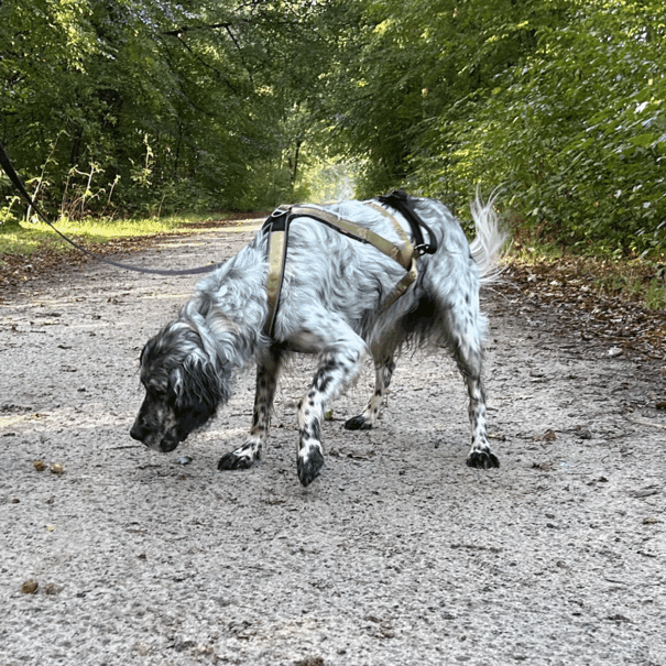 V.I.P. dogwear VIP Multisport Harnas