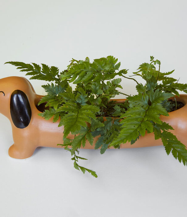 Kikkerland planter - Daisy the dachshund