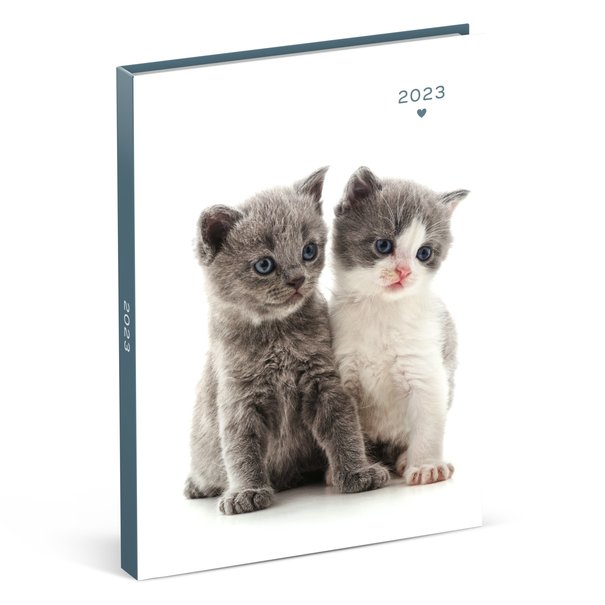Jelly Jazz diary - 2023 - 2 kittens