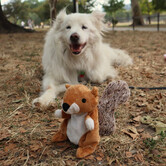 dog toy - 2 in 1 squirrel