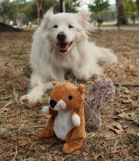 dog toy - 2 in 1 squirrel