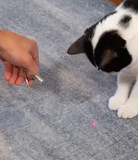 kattenspeeltje - laserpointer