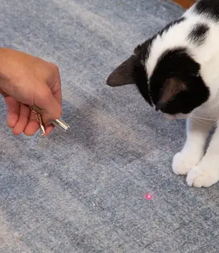 cat toy - laser pointer