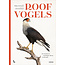 Roofvogels