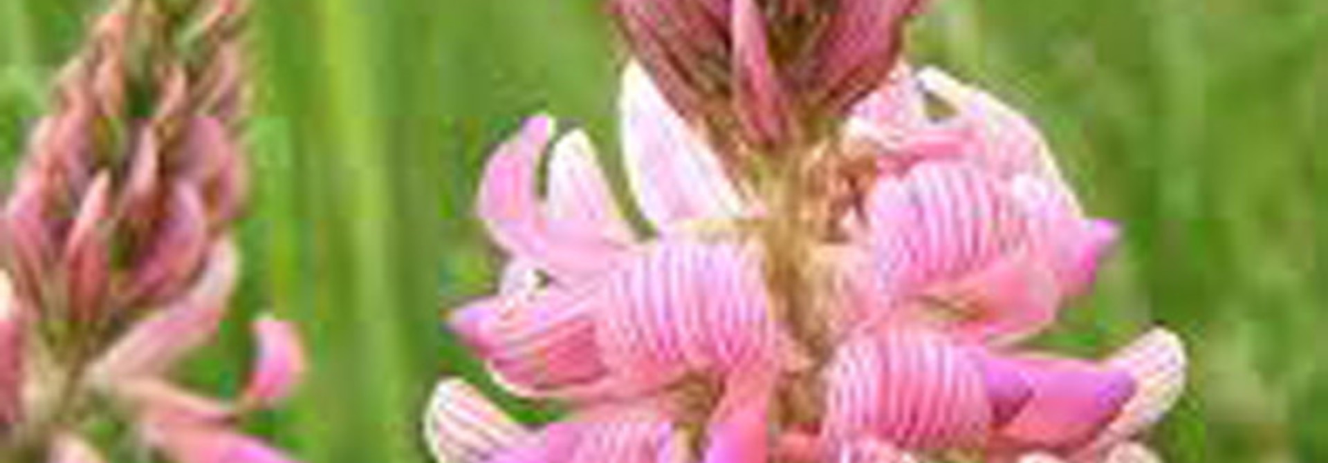 Common Sainfoin - seeds - by 10g