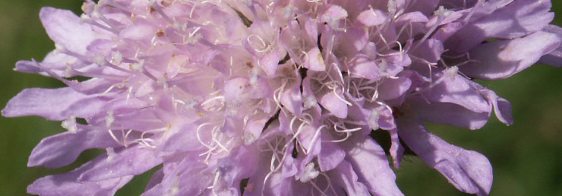 Field Scabious - seeds - by 10g