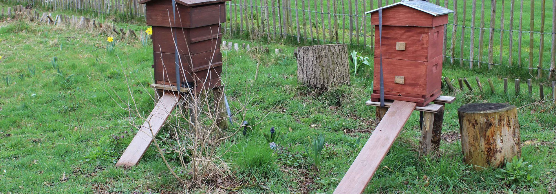 Nectarist op bijenbezoek bij imker Lynn