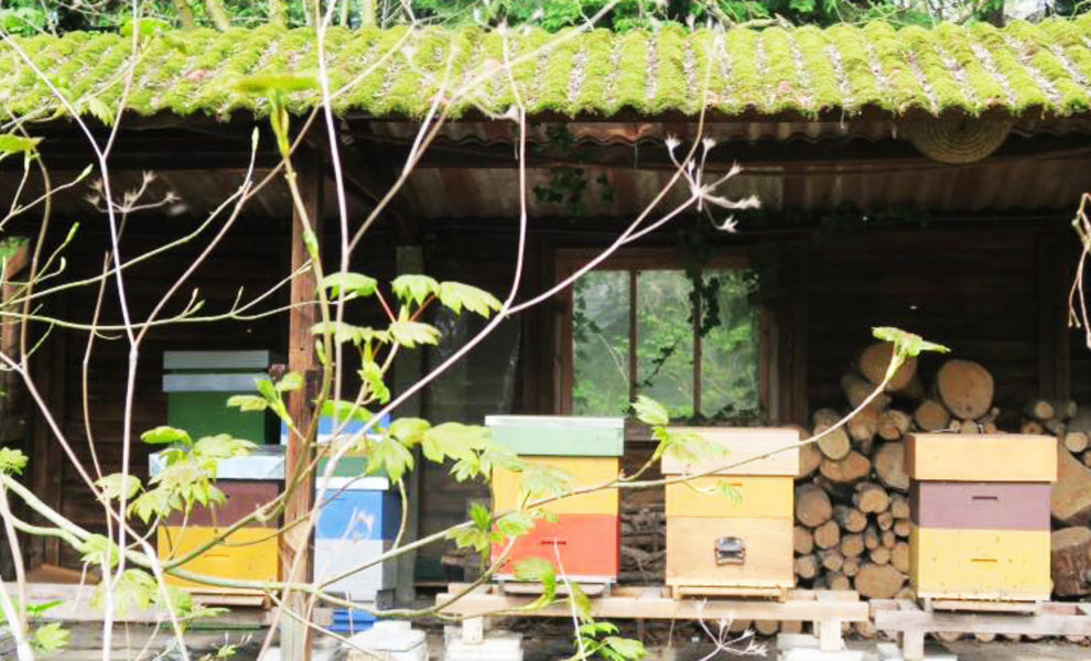 TIP: Zo maak jij je bijen en kasten klaar voor de lente! 