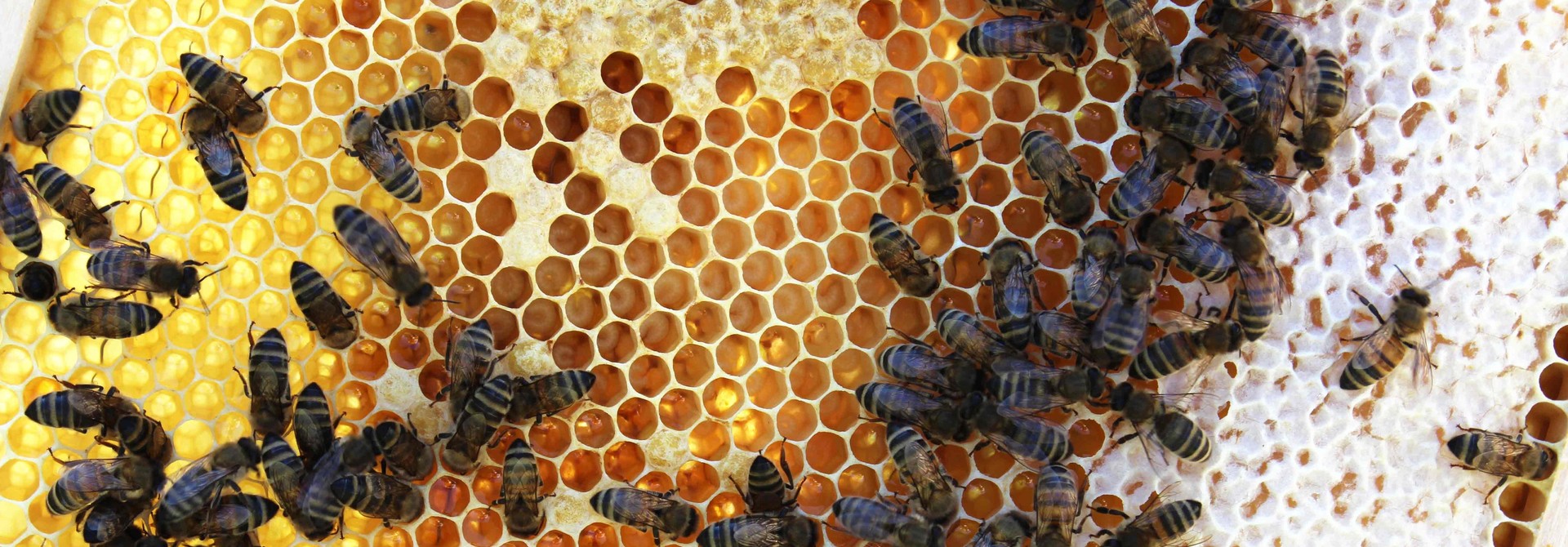 5 tips om honing te oogsten