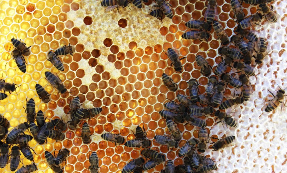 5 tips om honing te oogsten