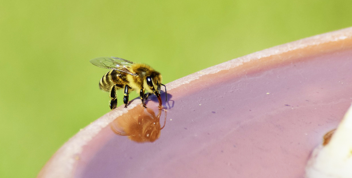 Ook bijen hebben last van de warmte: cruciale tips voor imkers én niet imkers!