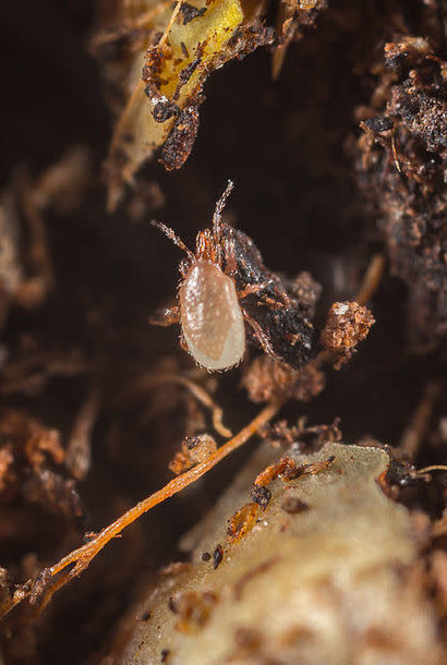 Predatory mite against varroa - 10000 mites