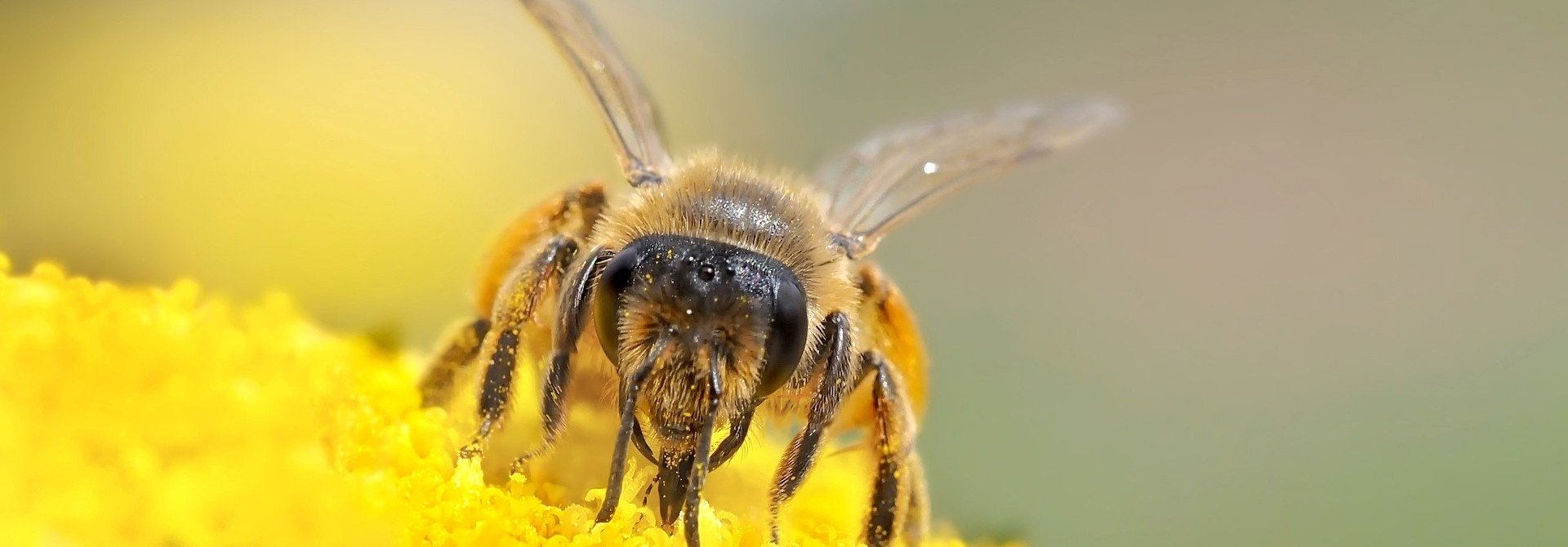 Wat kunnen we voor de bijen doen?
