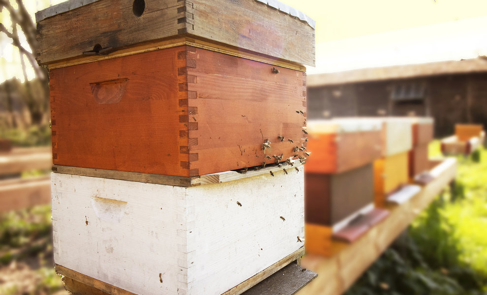 Moet ik mijn nieuwe bijenkast schilderen?