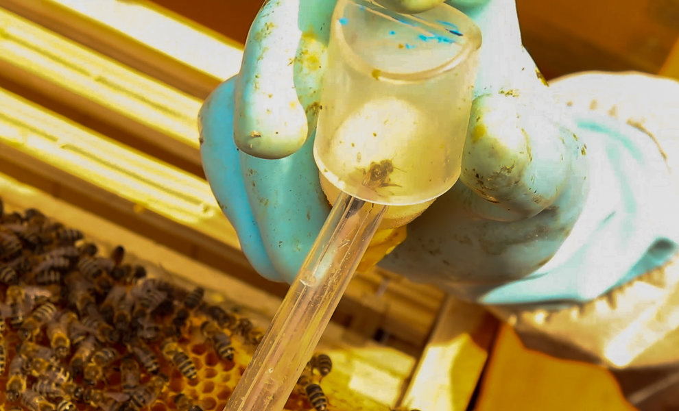 Waarom je de vleugels van je moer NIET moet knippen