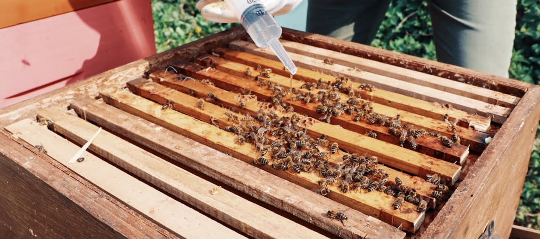 Varroa  & santé des abeilles