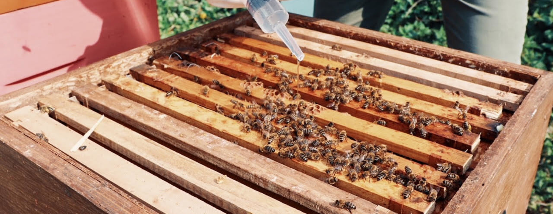 Varroa  & hive hygiene