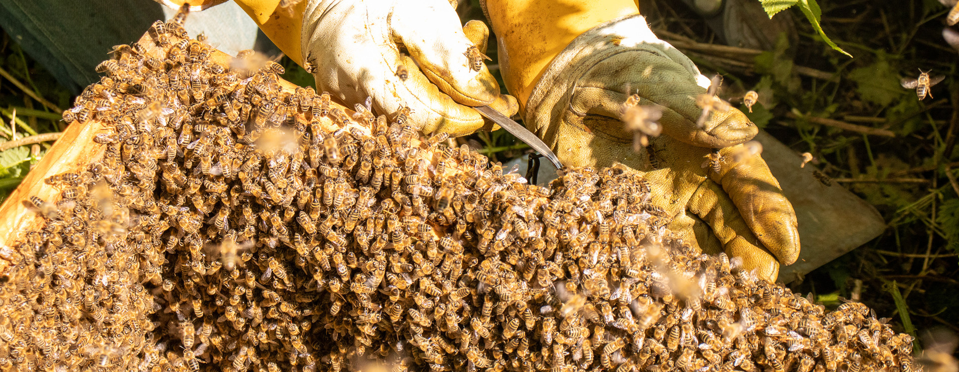 Se lancer dans l'apiculture