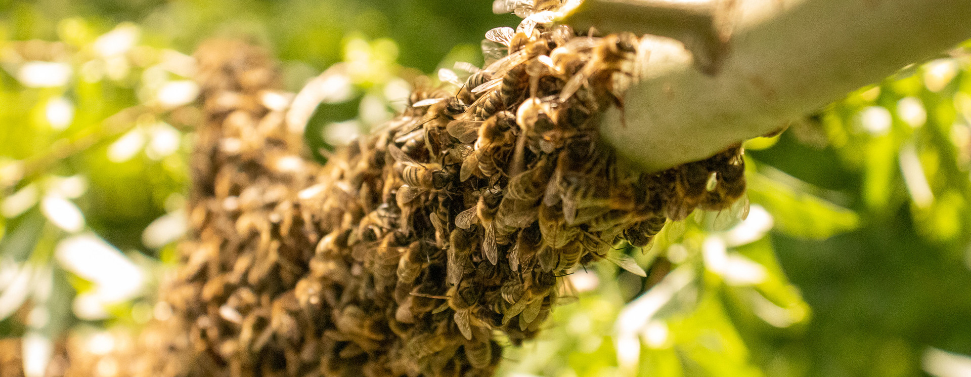 Adopt bees