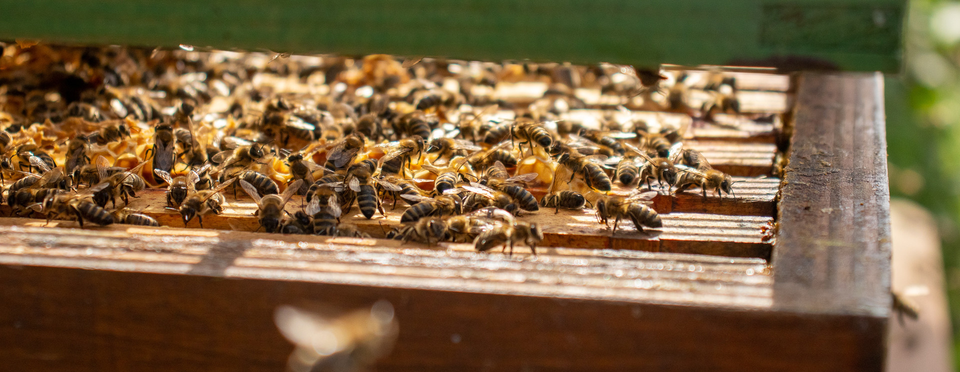 Beekeeping