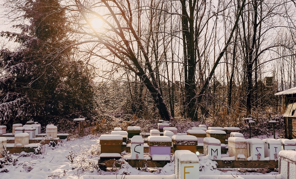 Hoe bereiden de bijen zich voor op de winter? 