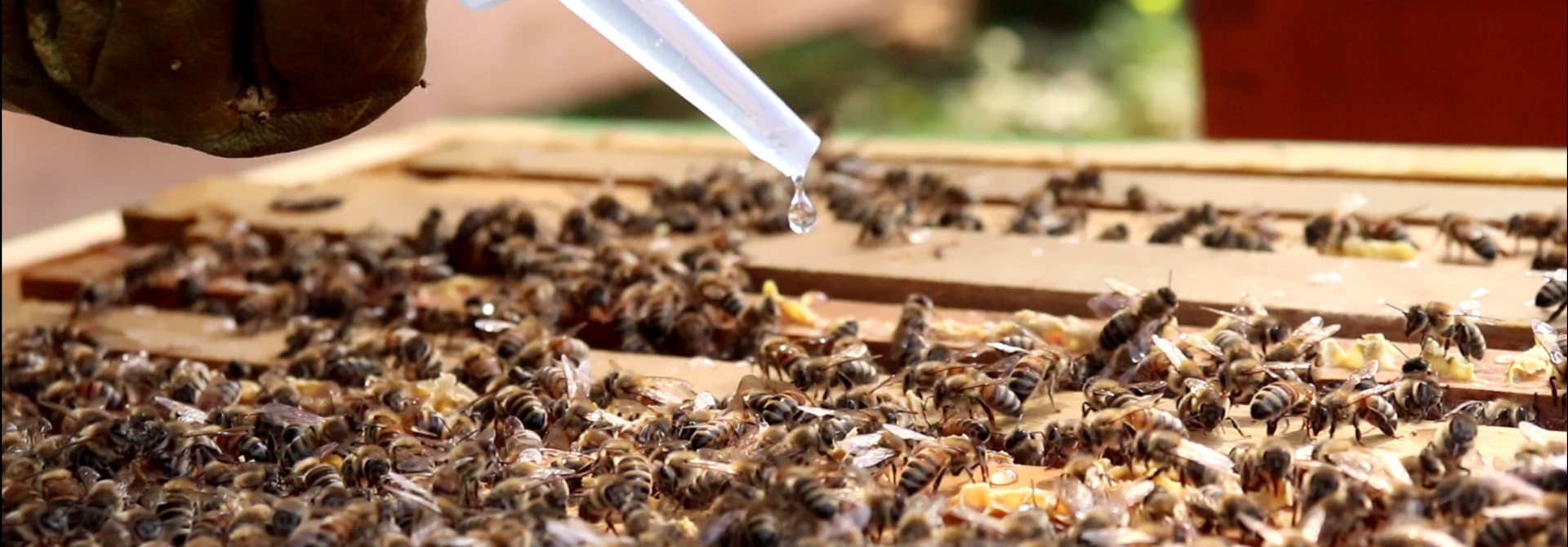 Comment traiter mes abeilles contre le varroa ?