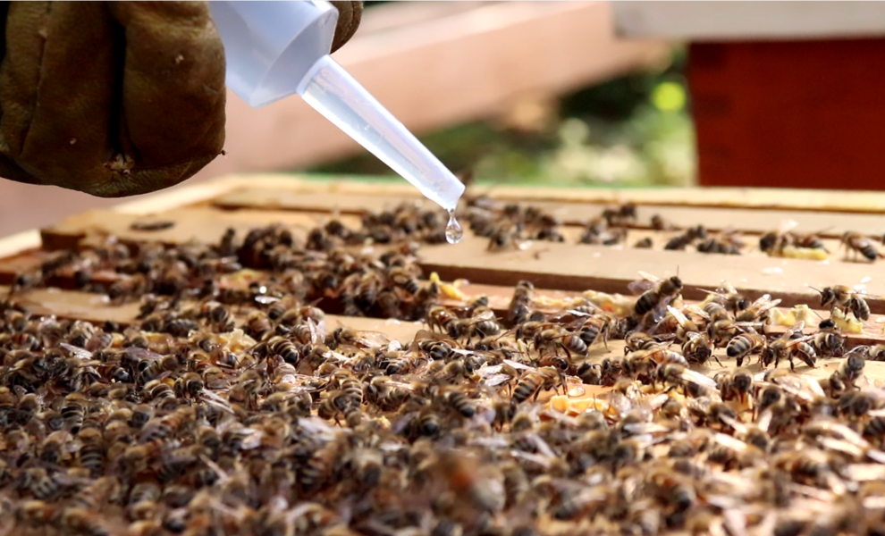 Comment traiter mes abeilles contre le varroa ?