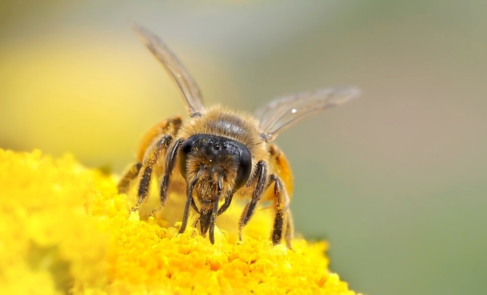 Comment aider les abeilles ?