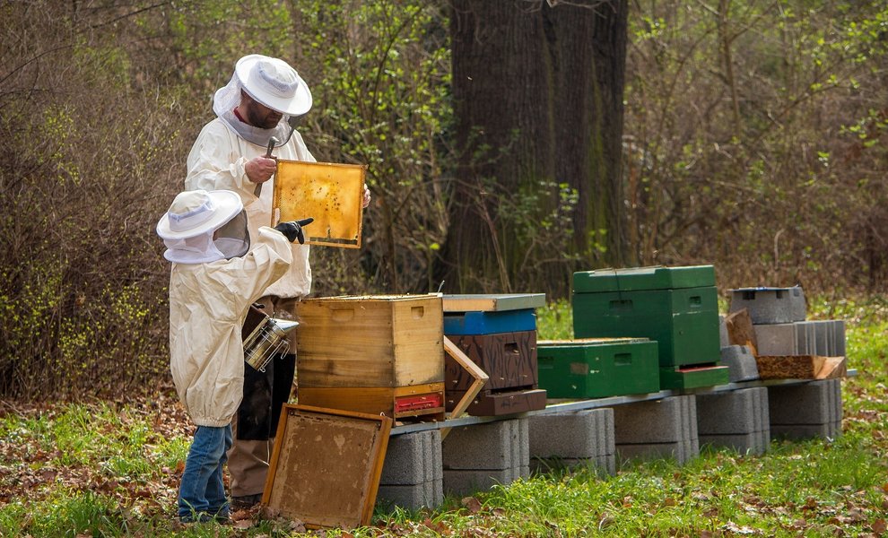 10 conseils pour pratiquer l’apiculture dans votre jardin